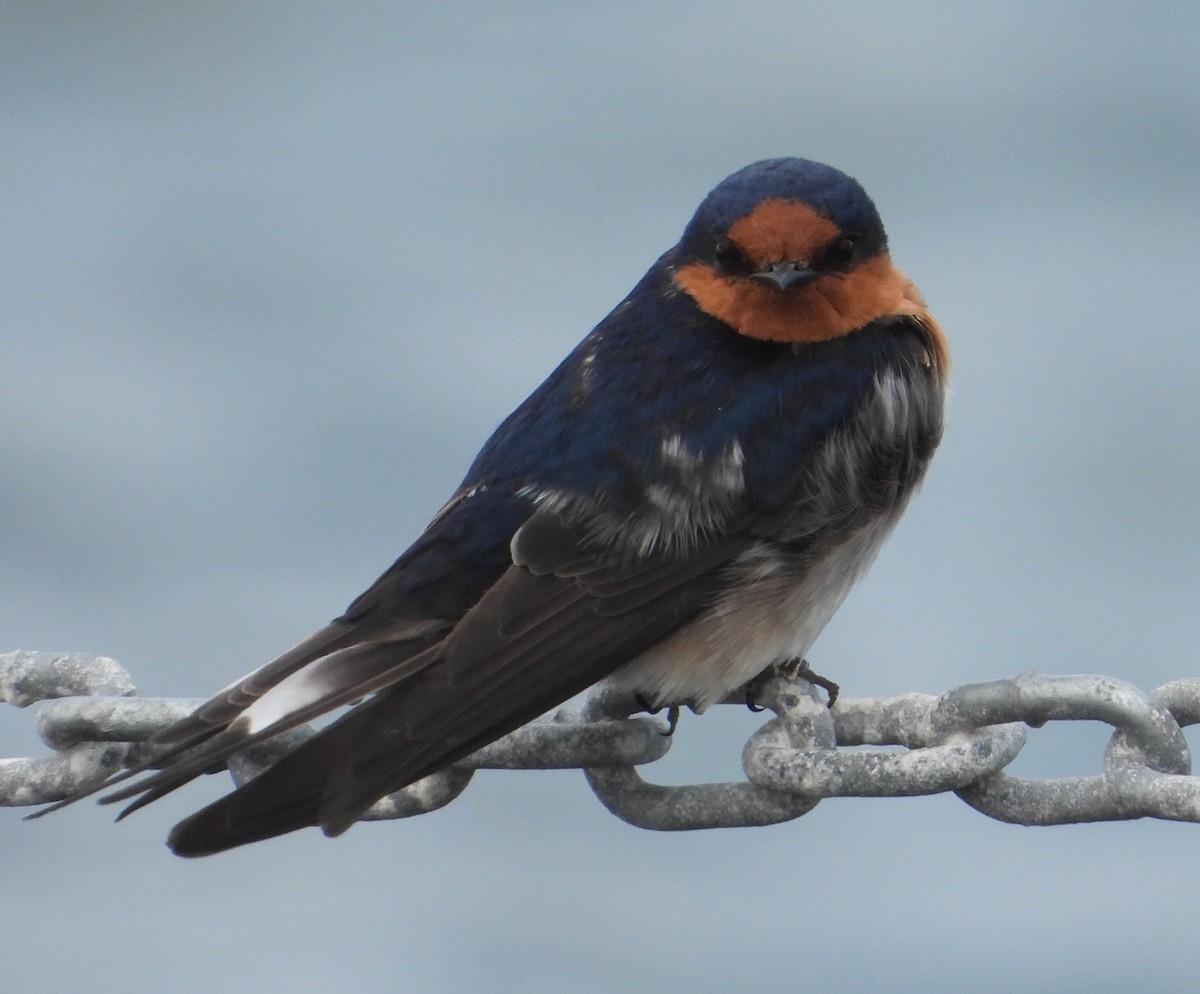 Welcome Swallow - ML642851186