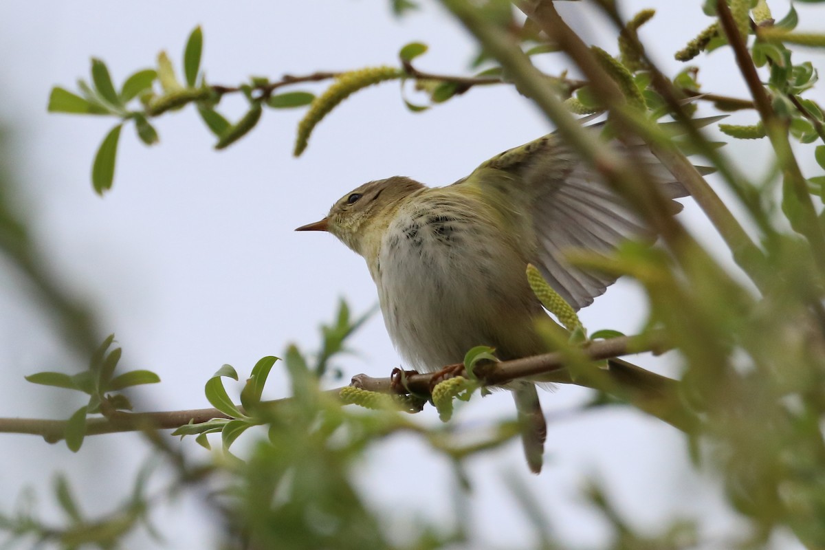 Willow Warbler - ML642851187