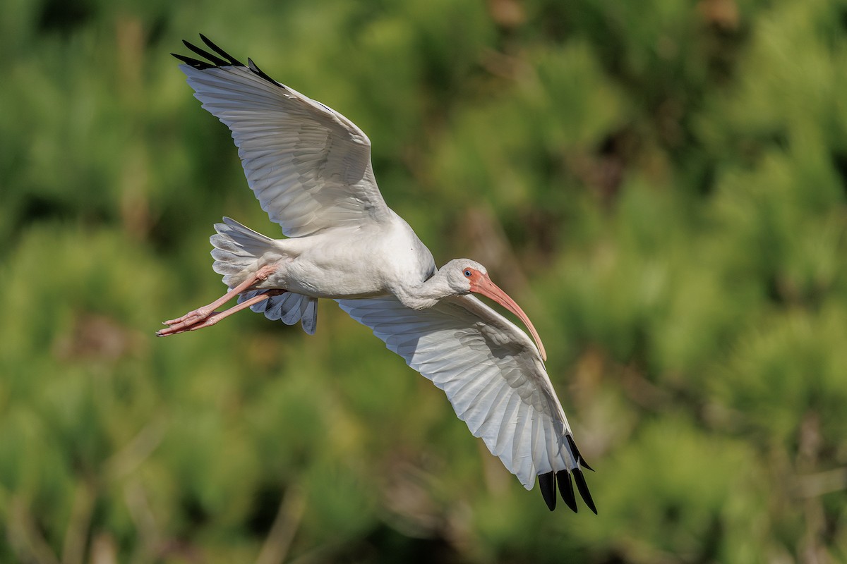 White Ibis - ML642851188