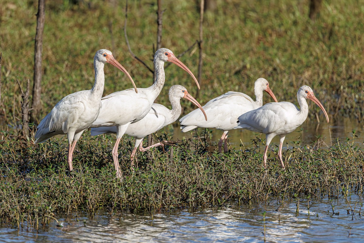 White Ibis - ML642851189