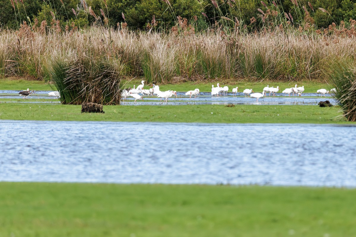 White Ibis - ML642851190