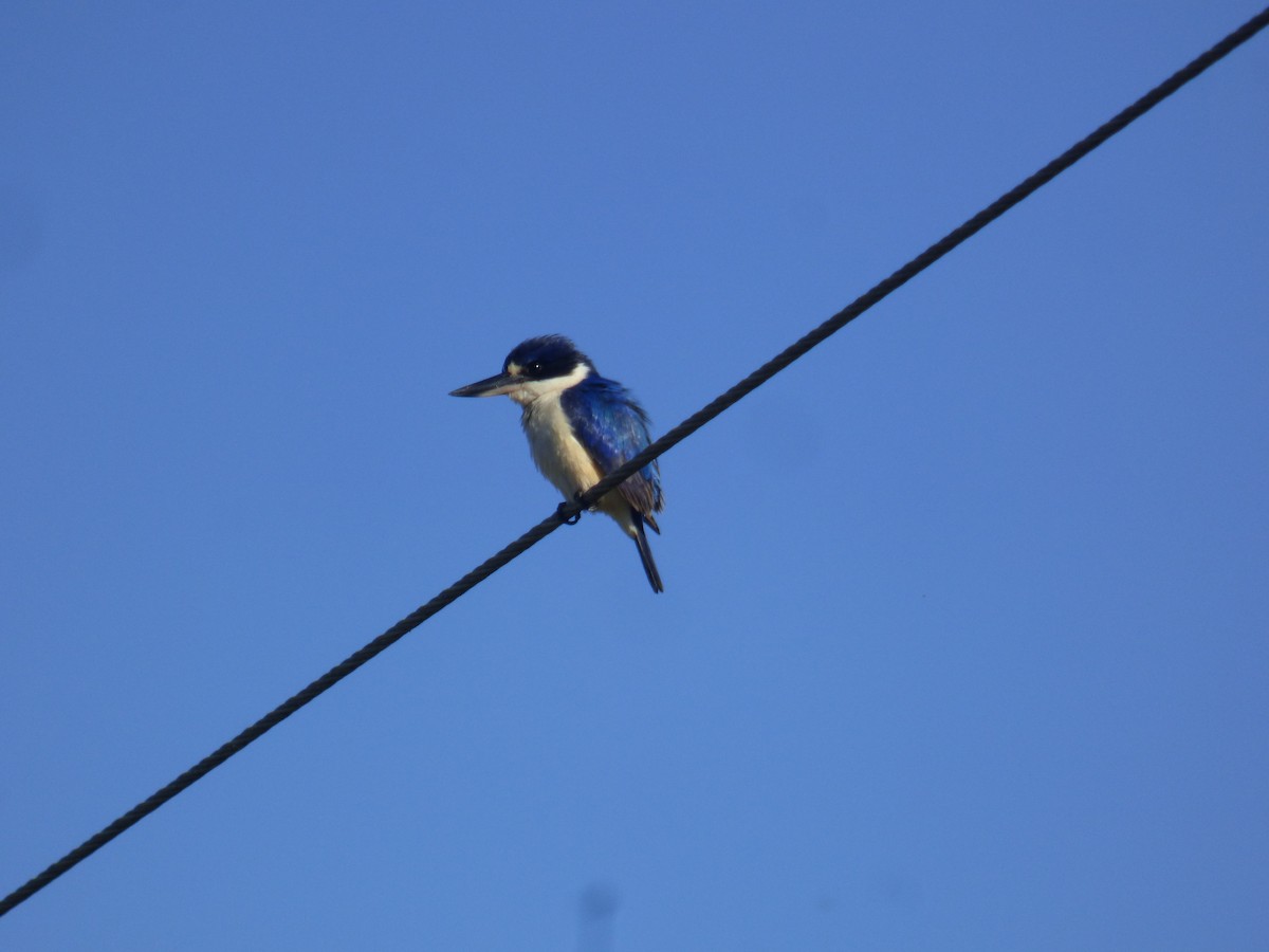 Forest Kingfisher - ML642851191