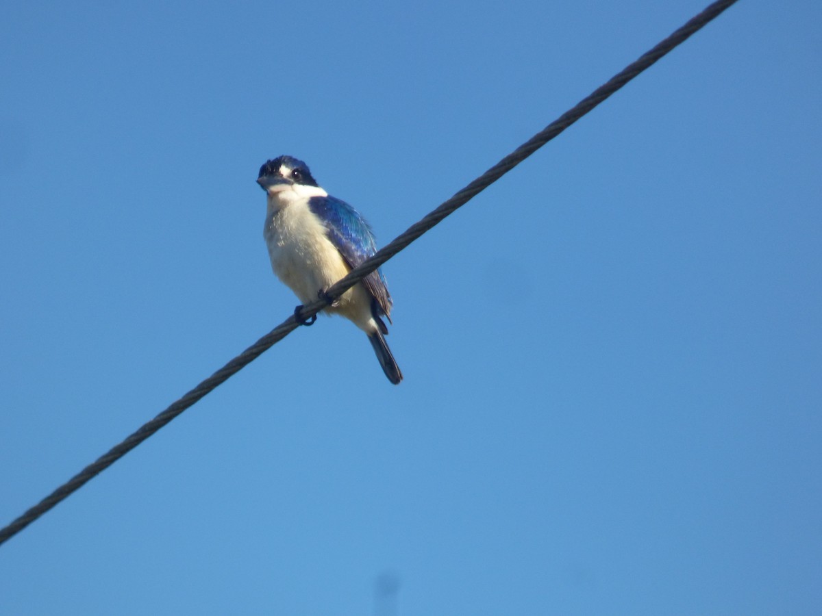 Forest Kingfisher - ML642851194