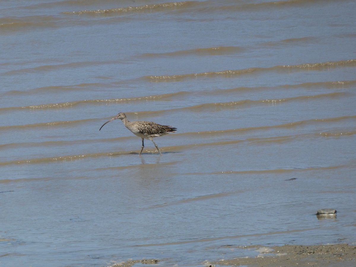 Far Eastern Curlew - ML642851195