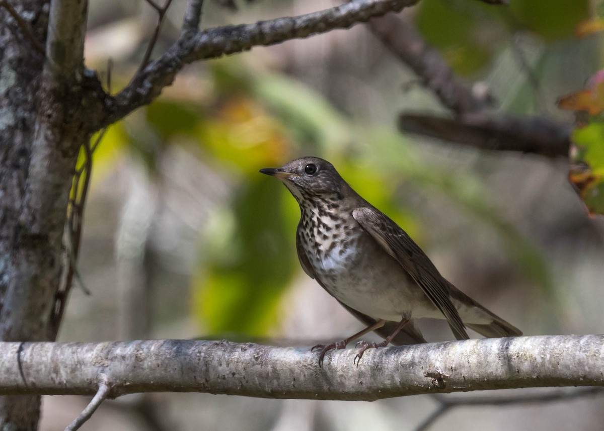 Gray-cheeked Thrush - ML642851196
