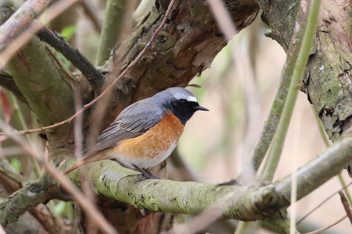 Common Redstart - ML642851197