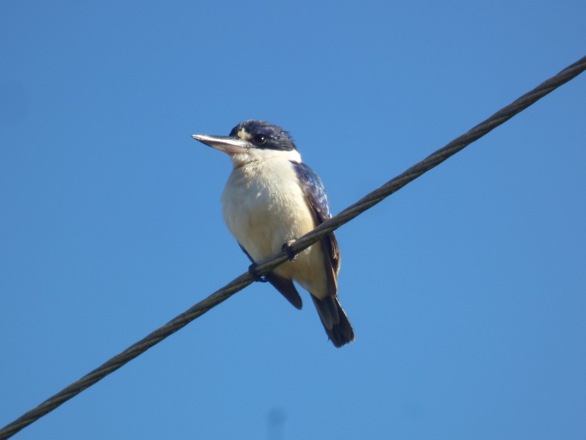 Forest Kingfisher - ML642851199