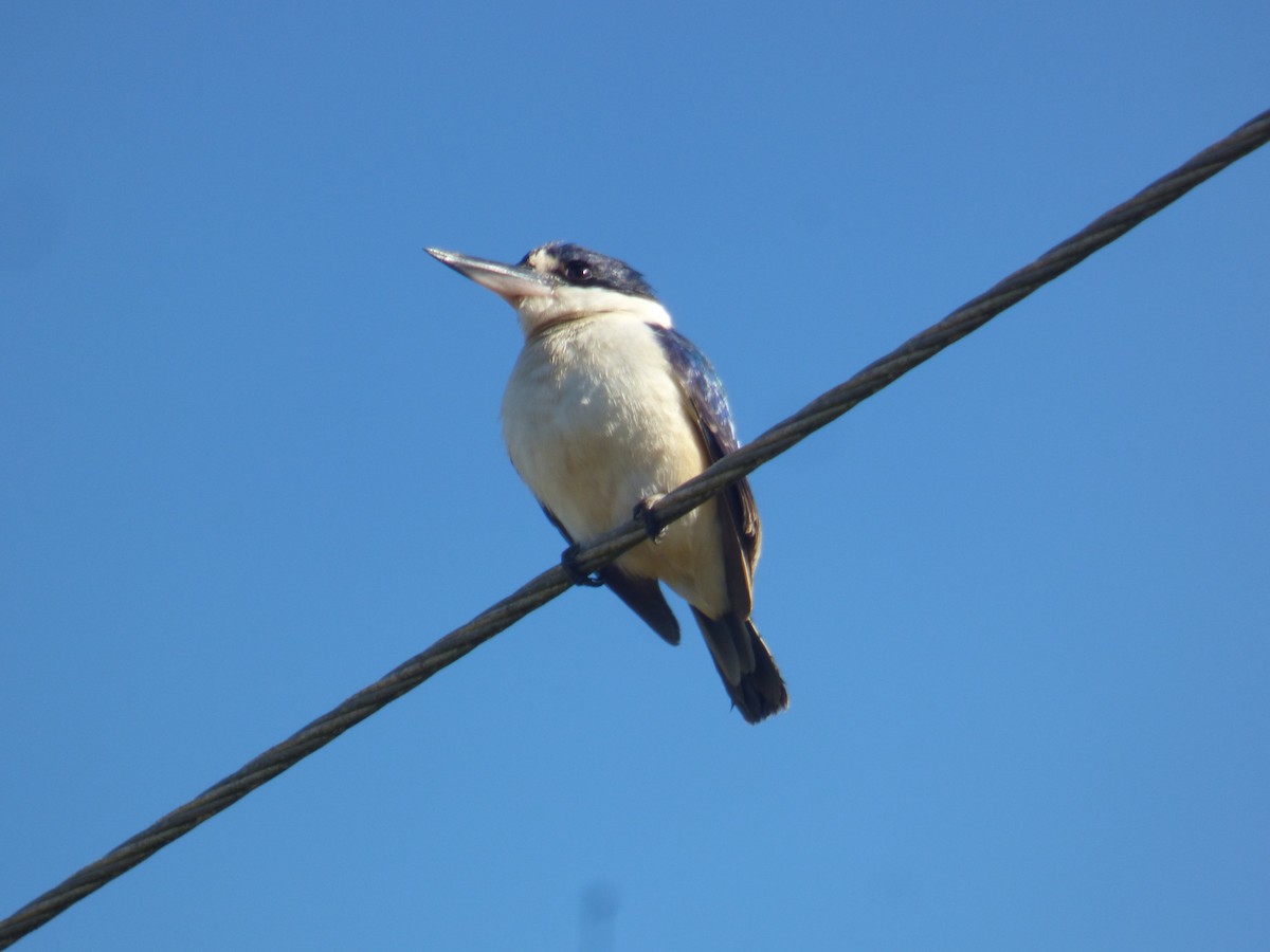 Forest Kingfisher - ML642851200