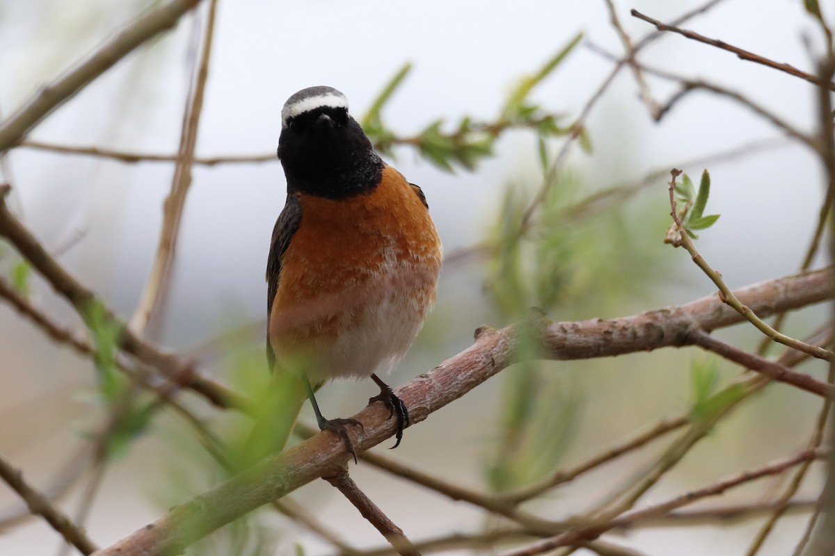 Common Redstart - ML642851201