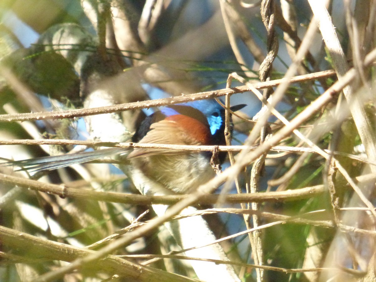 Variegated Fairywren - ML642851202