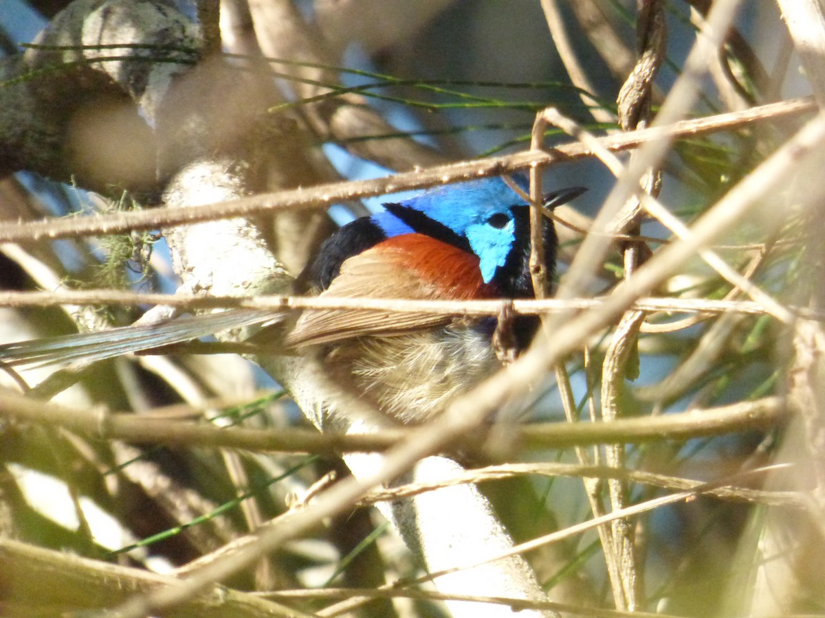 Variegated Fairywren - ML642851203