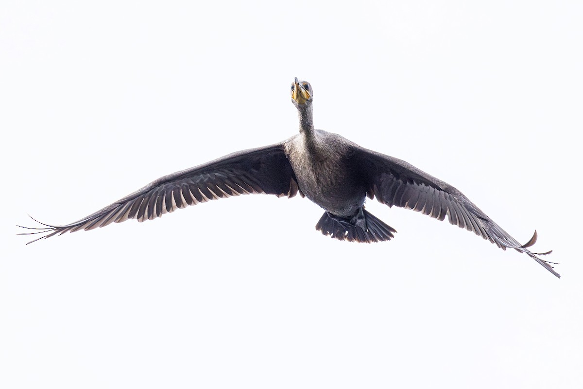 Double-crested Cormorant - ML642851223