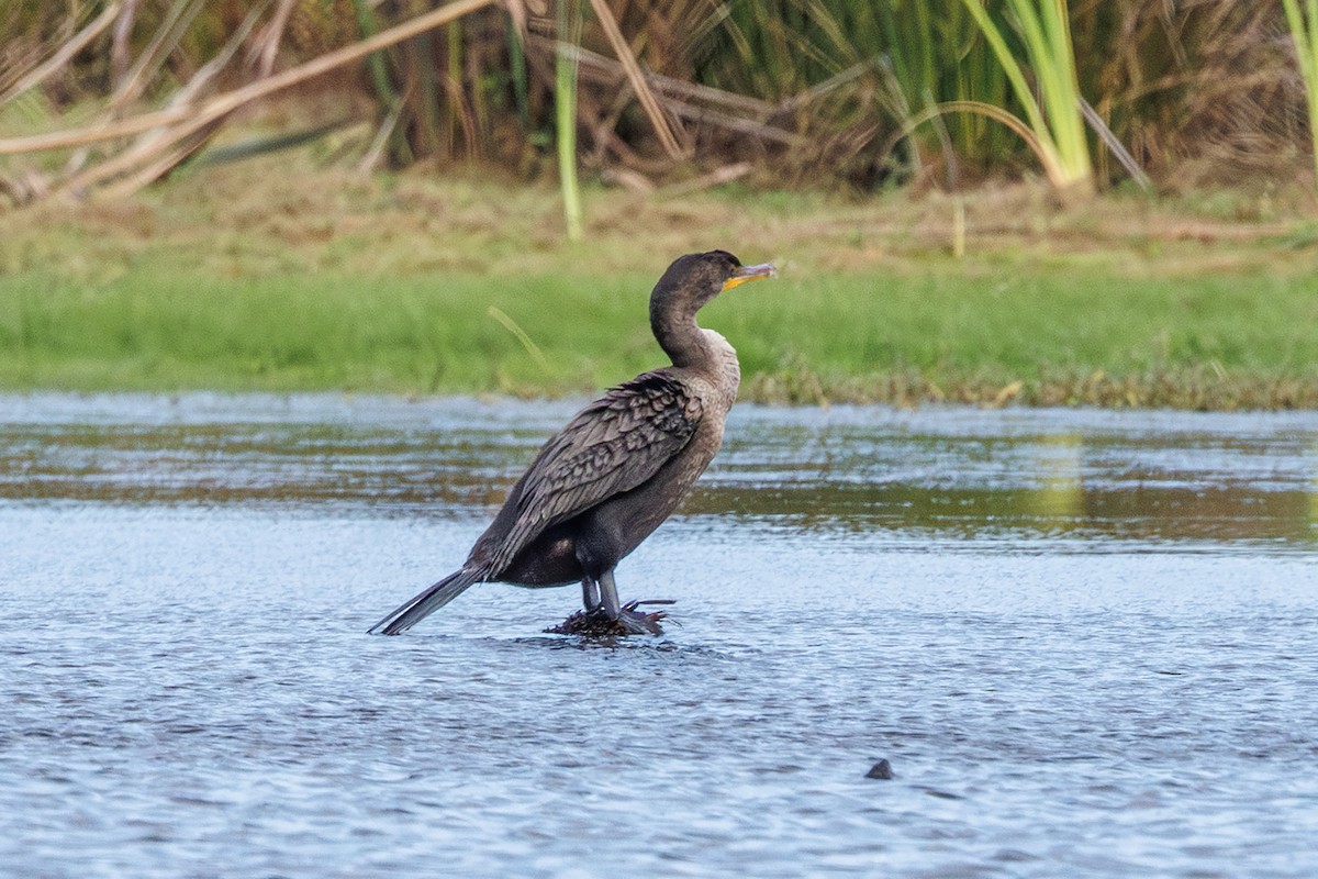 Double-crested Cormorant - ML642851224