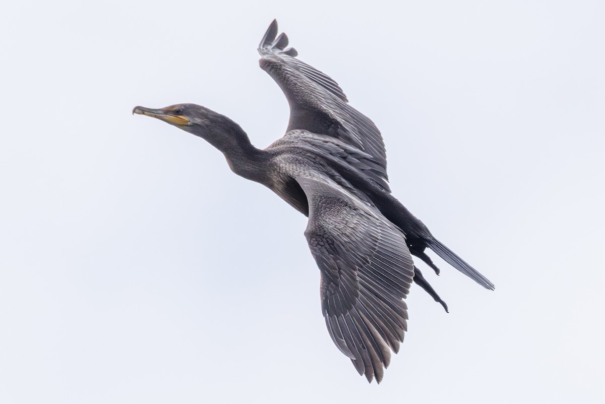Double-crested Cormorant - ML642851225