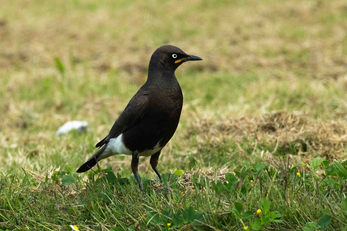 African Pied Starling - ML642851226