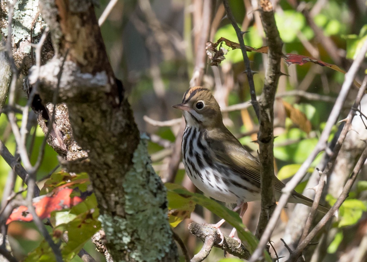 Ovenbird - ML642851229