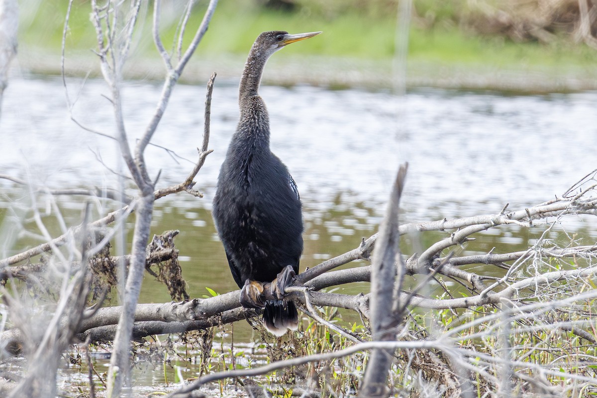 Anhinga - ML642851231