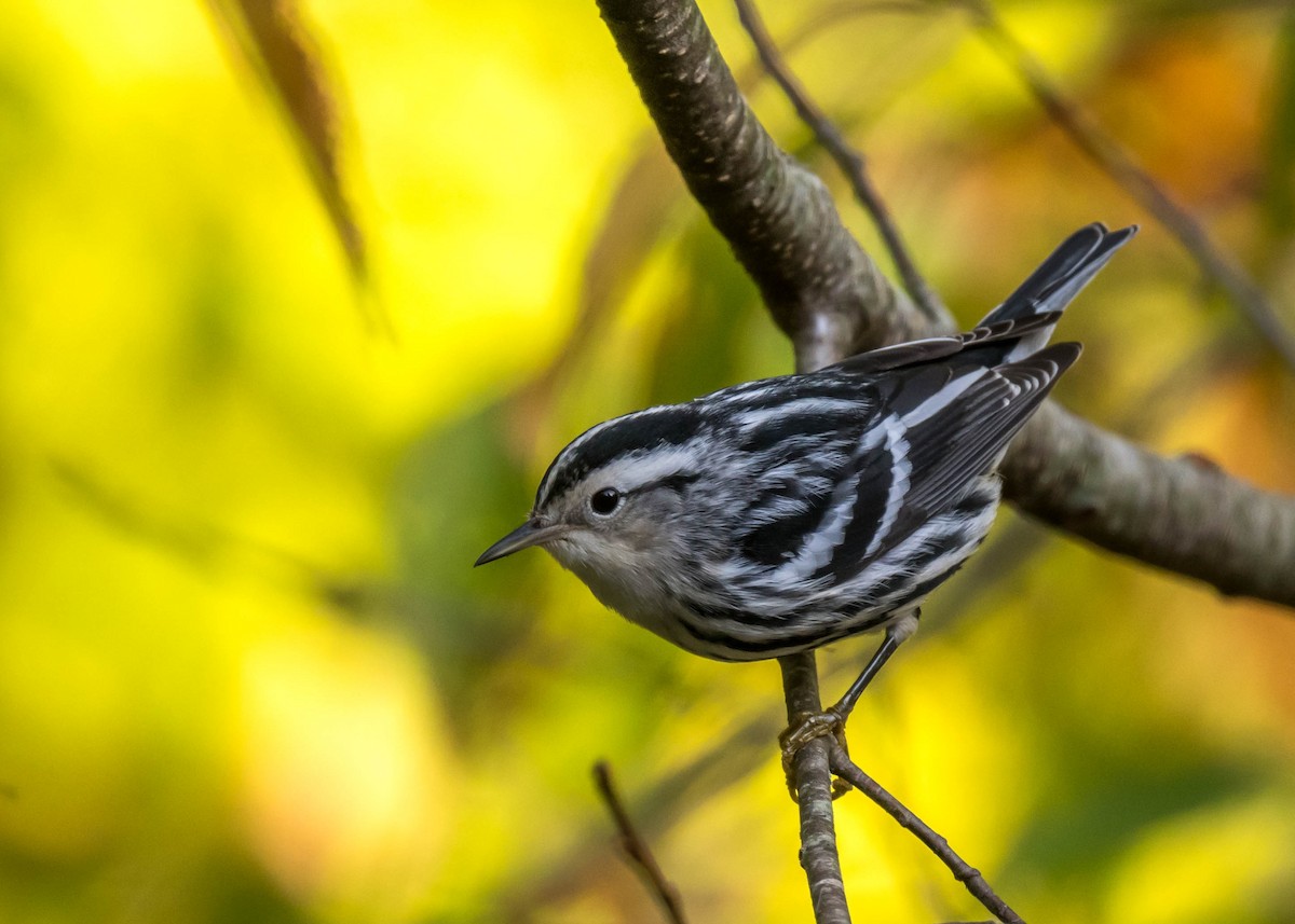 Black-and-white Warbler - ML642851233