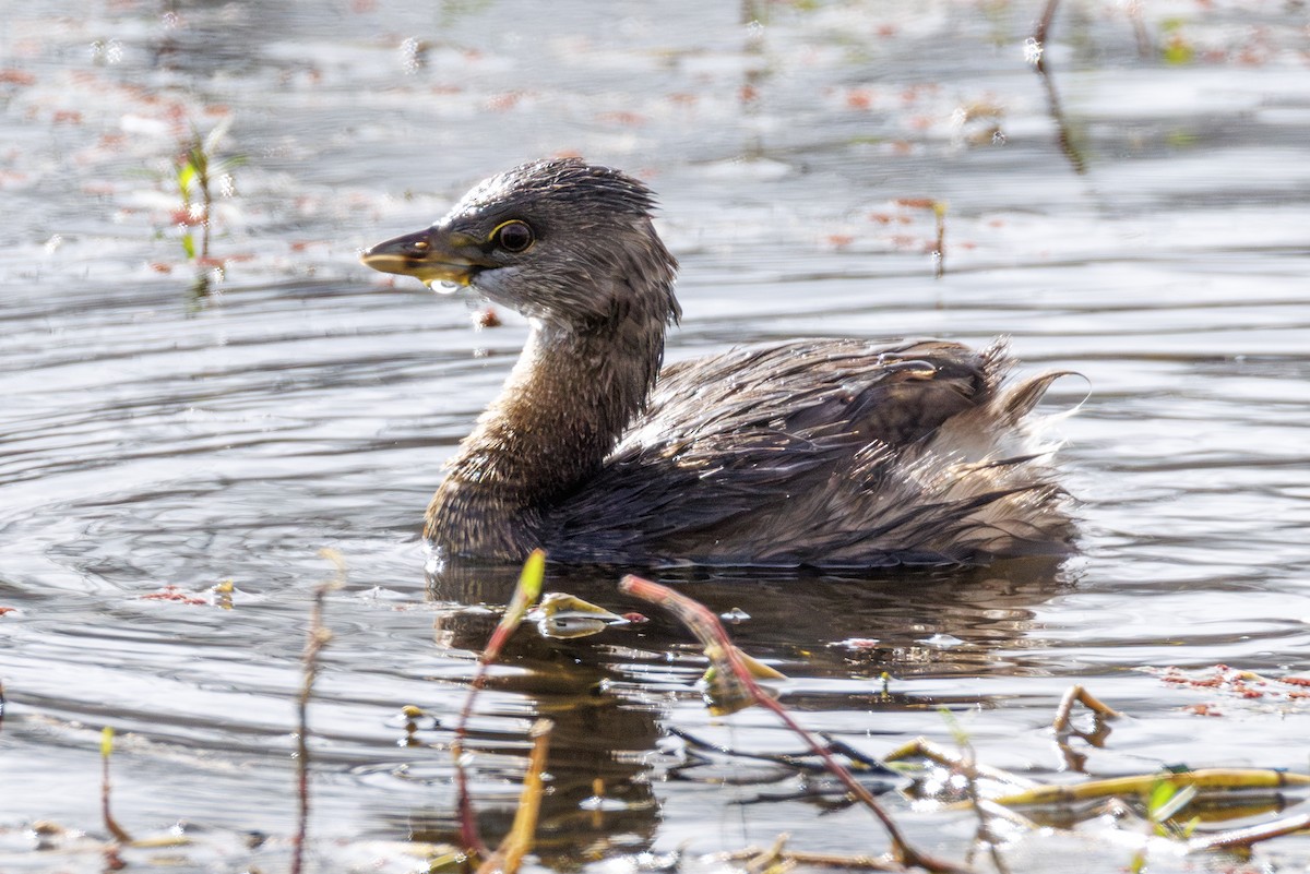 Pied-billed Grebe - ML642851234
