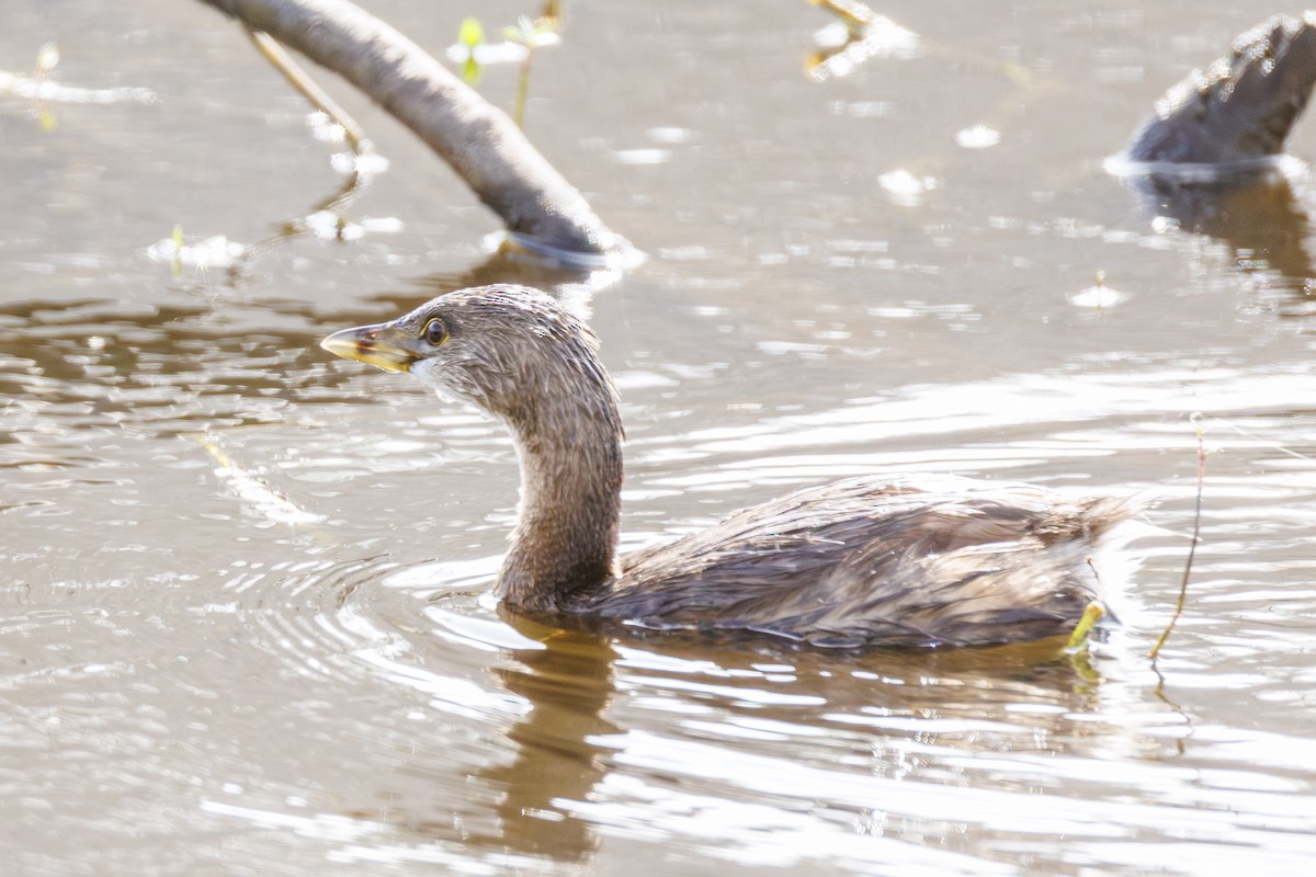 Pied-billed Grebe - ML642851235