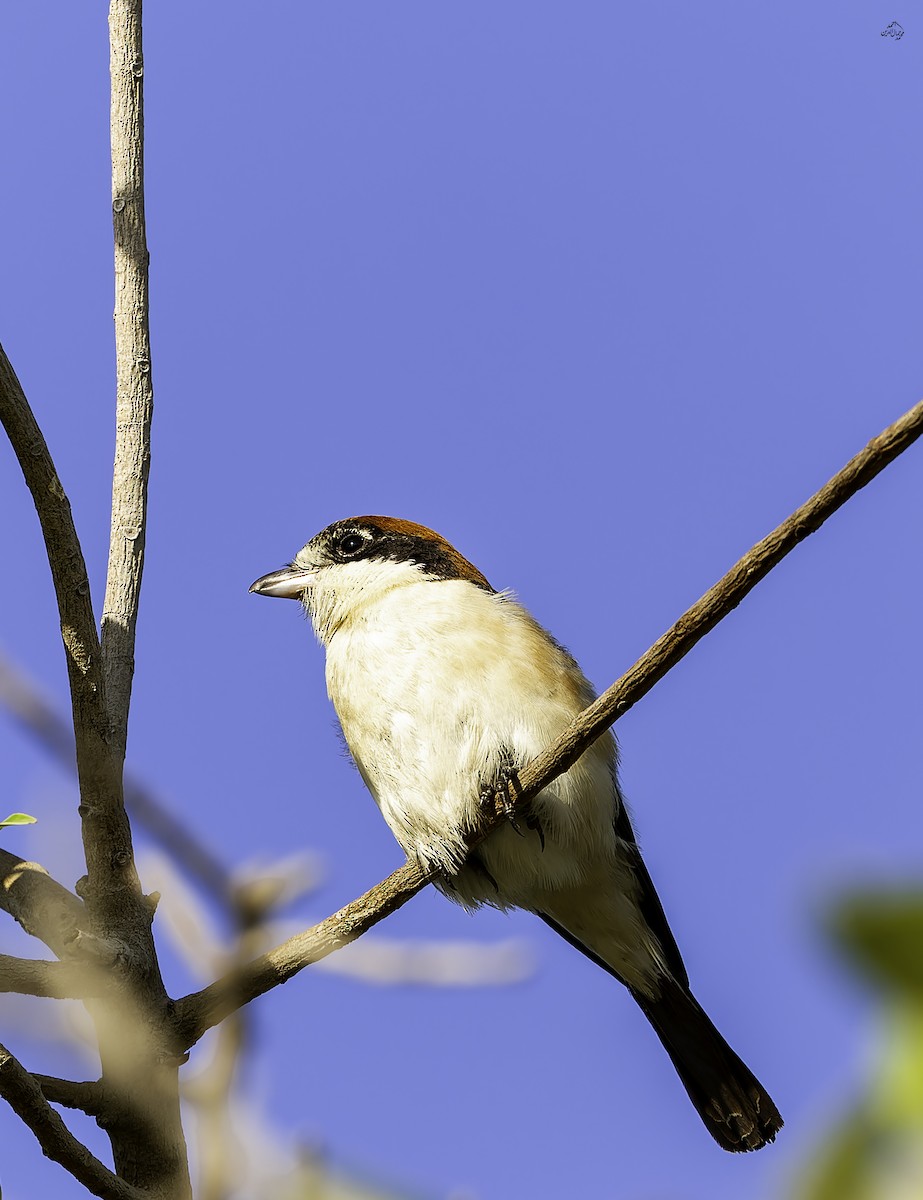 Averla capirossa - ML642851239