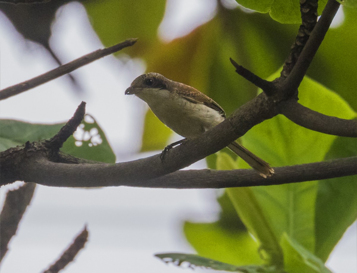 Burmese Shrike - ML642851241