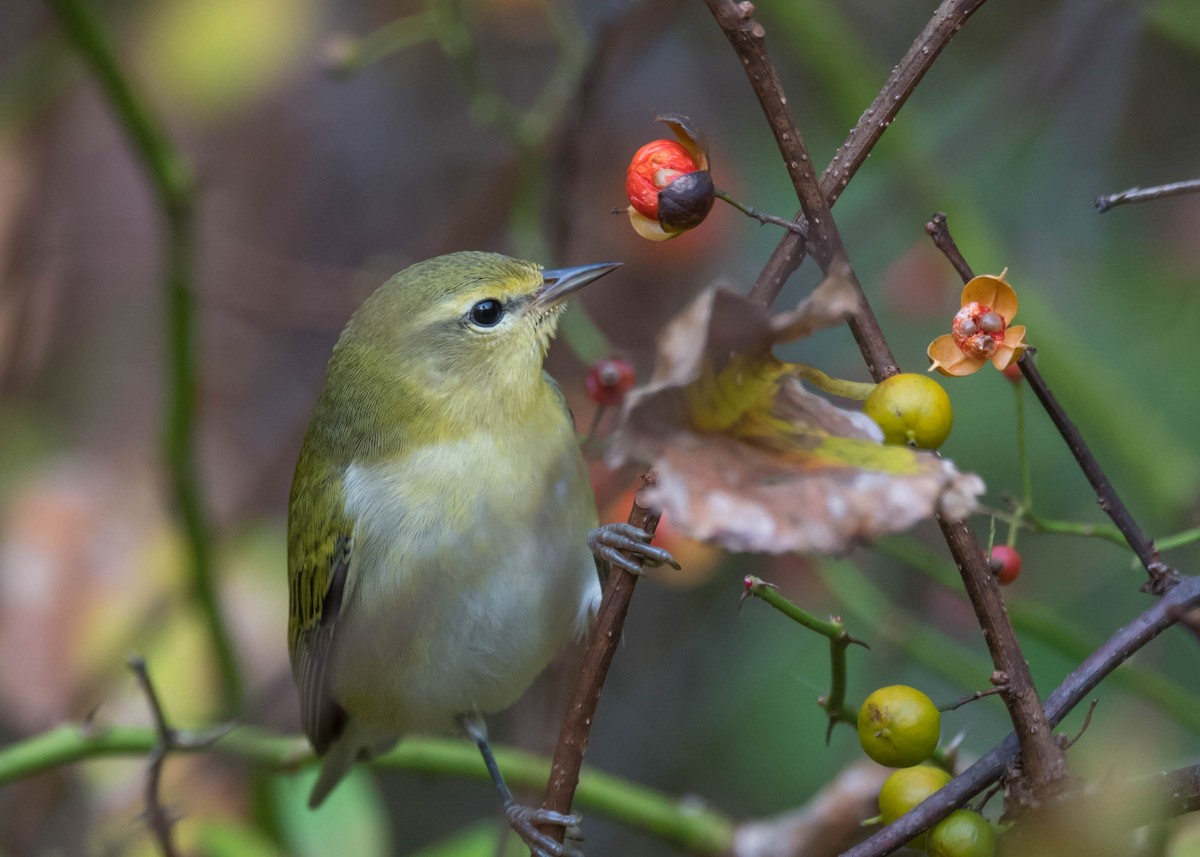 Tennessee Warbler - ML642851245
