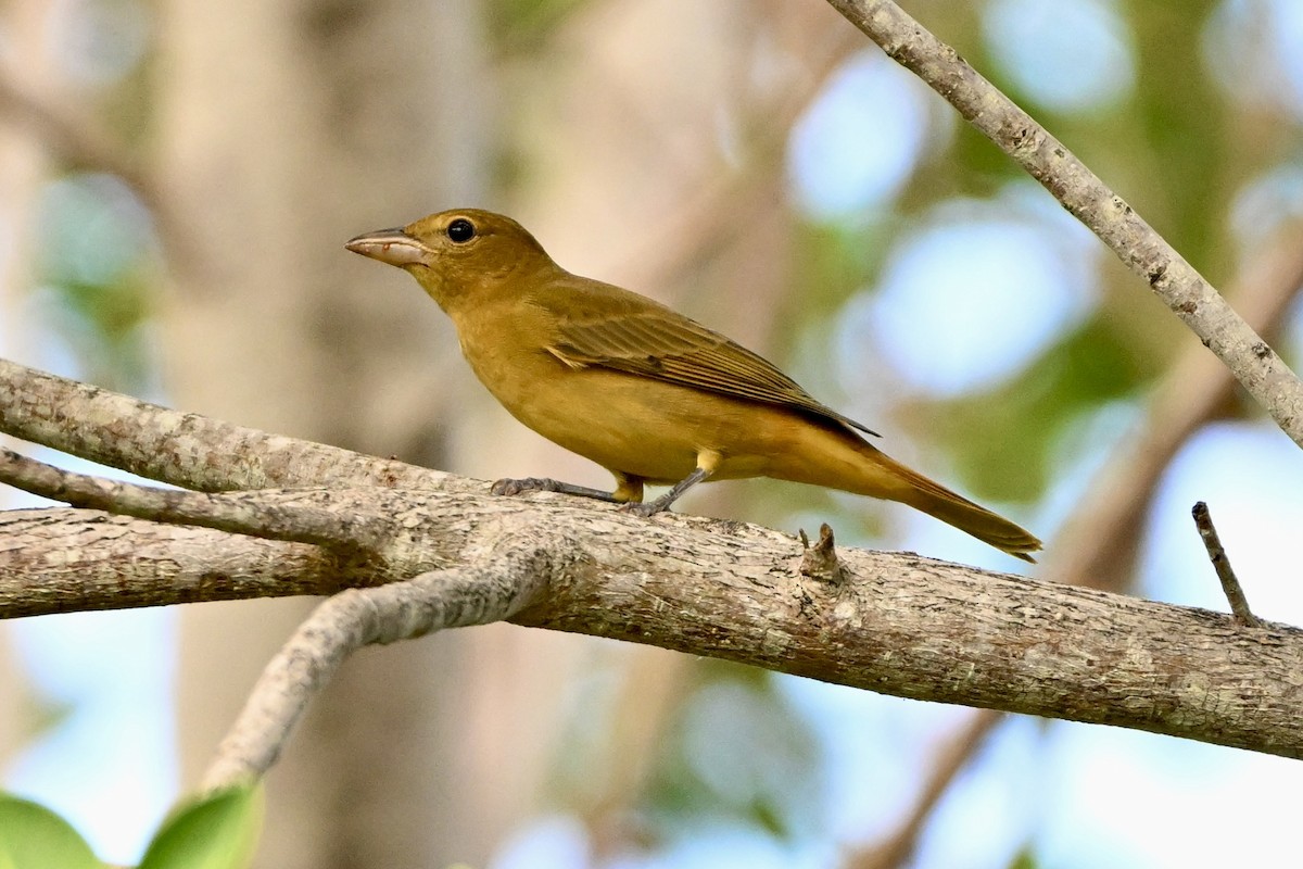 Summer Tanager - ML642851246