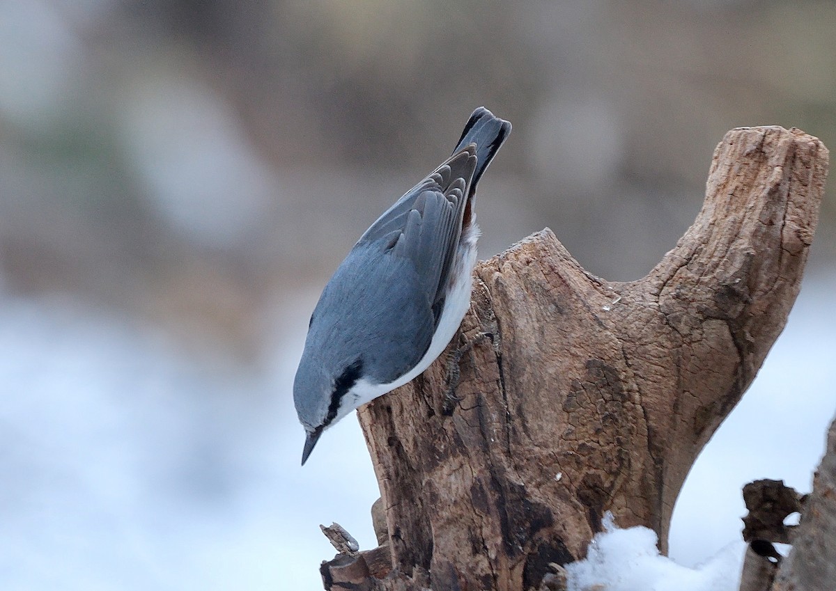 Eurasian Nuthatch (White-bellied) - ML642851247