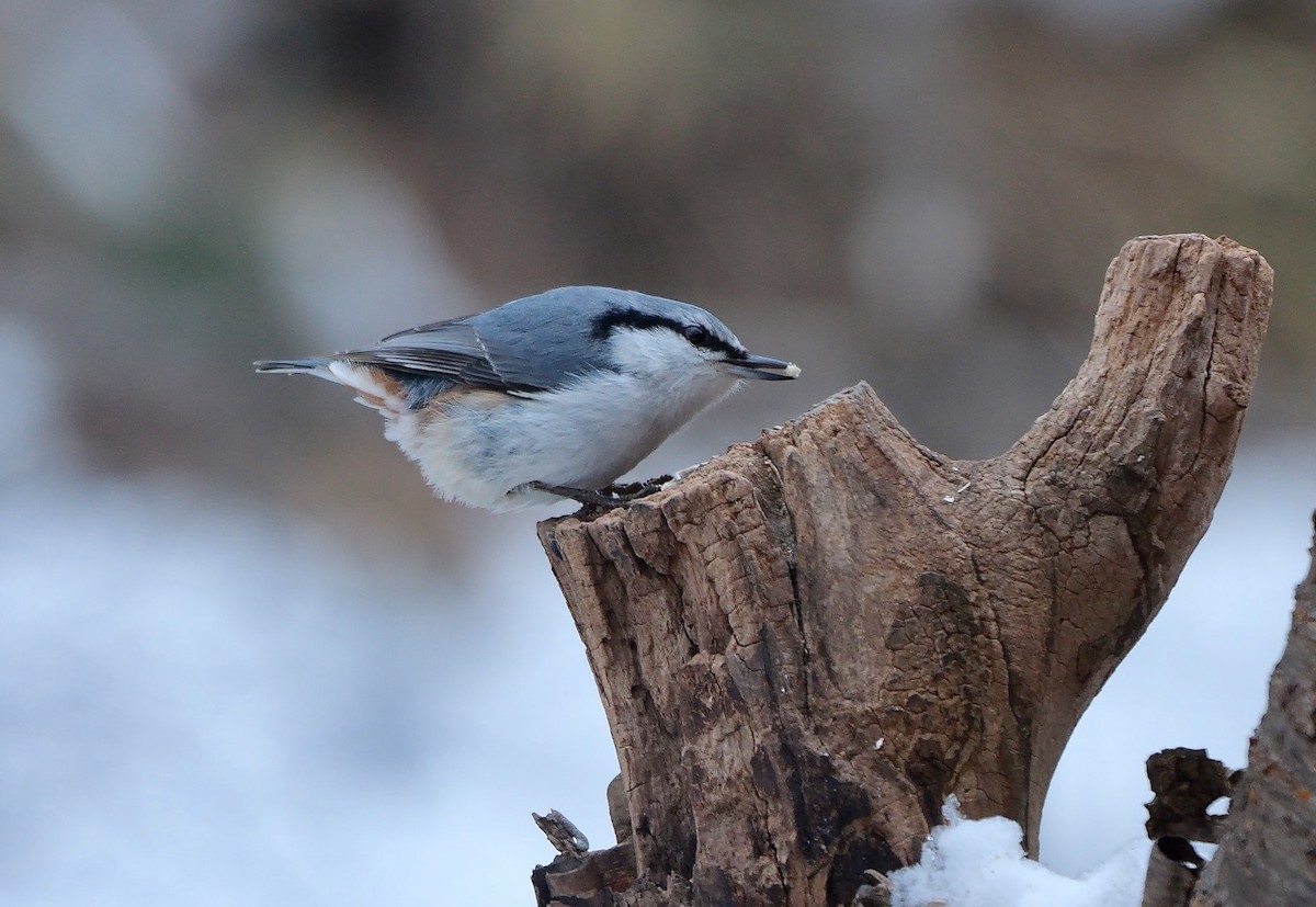 Eurasian Nuthatch (White-bellied) - ML642851248