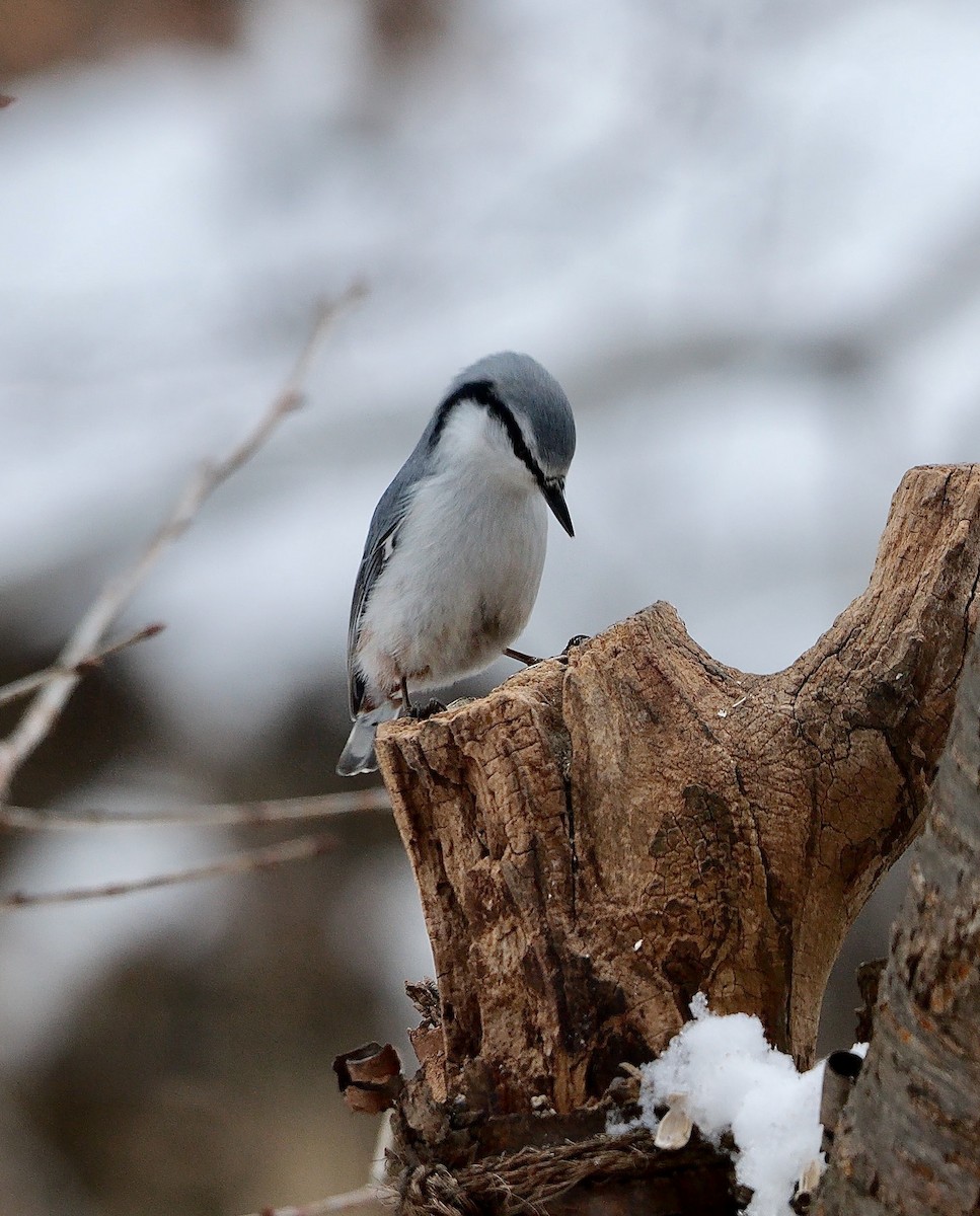 Eurasian Nuthatch (White-bellied) - ML642851249