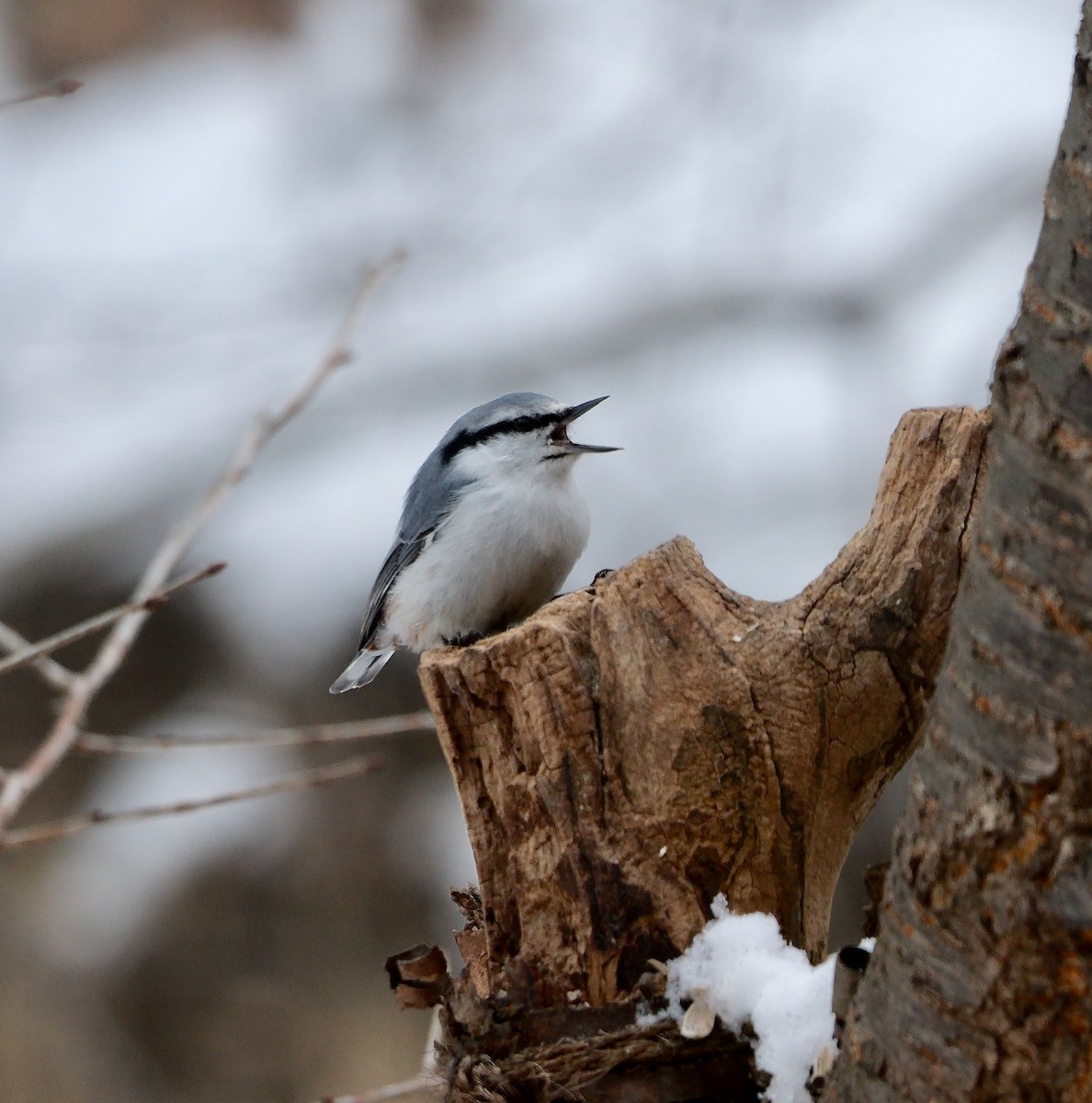 Eurasian Nuthatch (White-bellied) - ML642851250