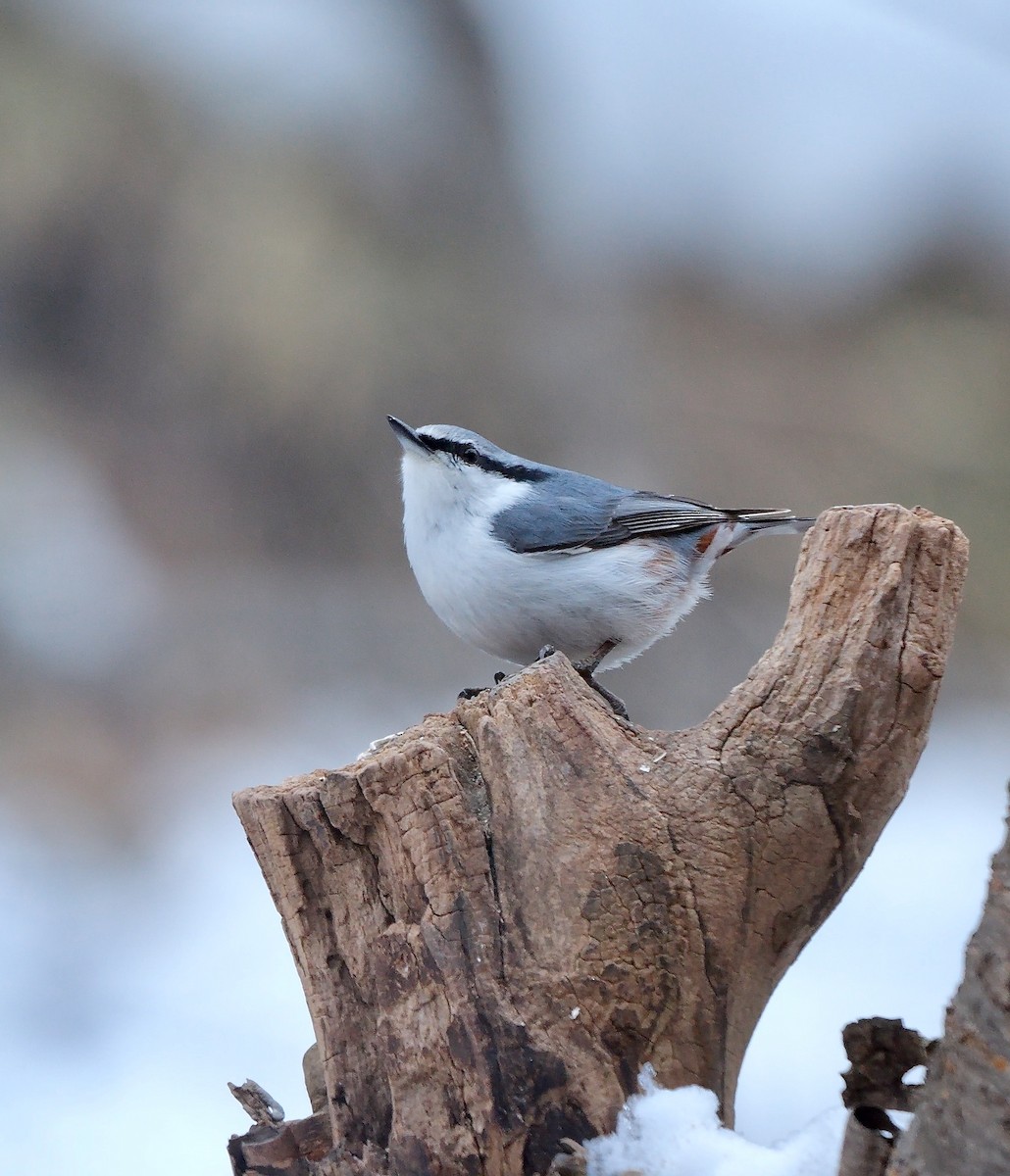 Eurasian Nuthatch (White-bellied) - ML642851251