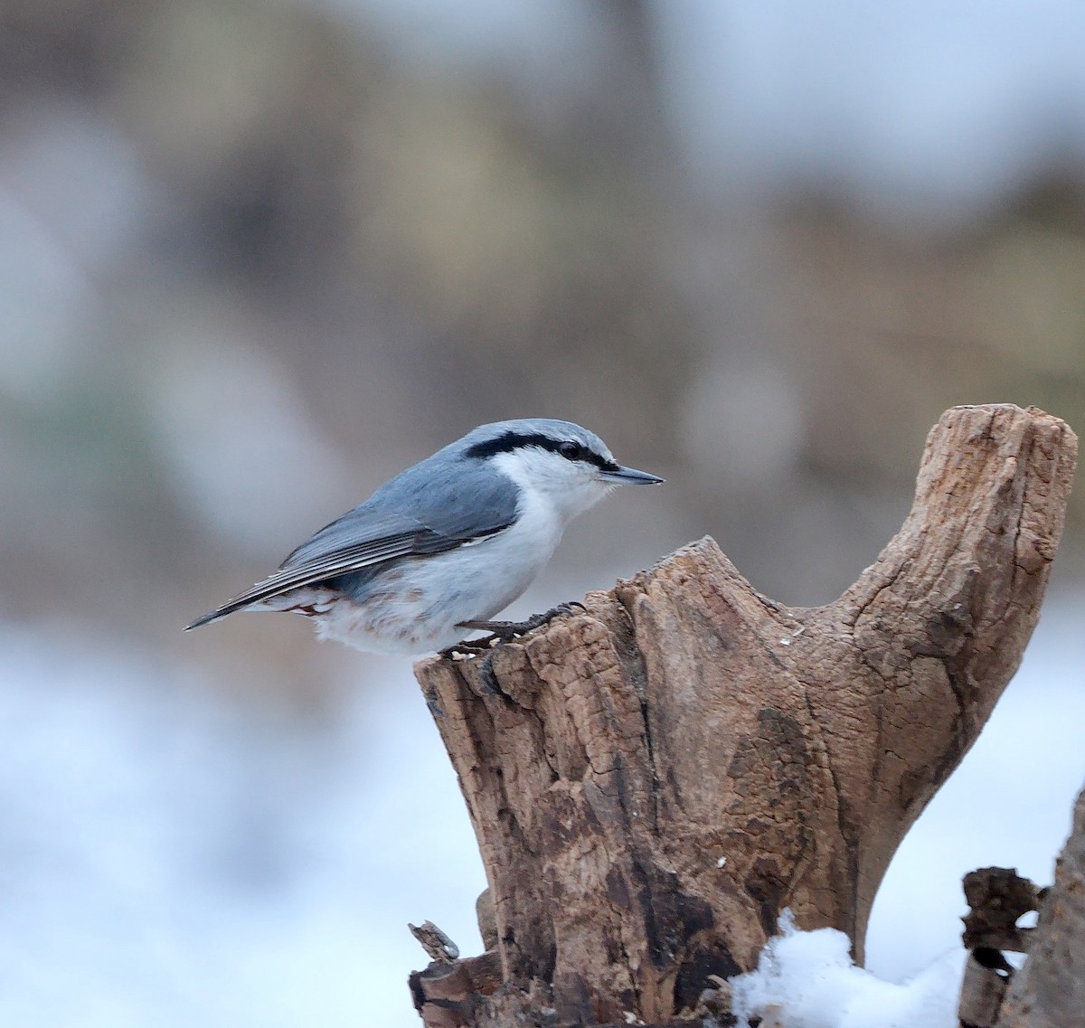 Eurasian Nuthatch (White-bellied) - ML642851252