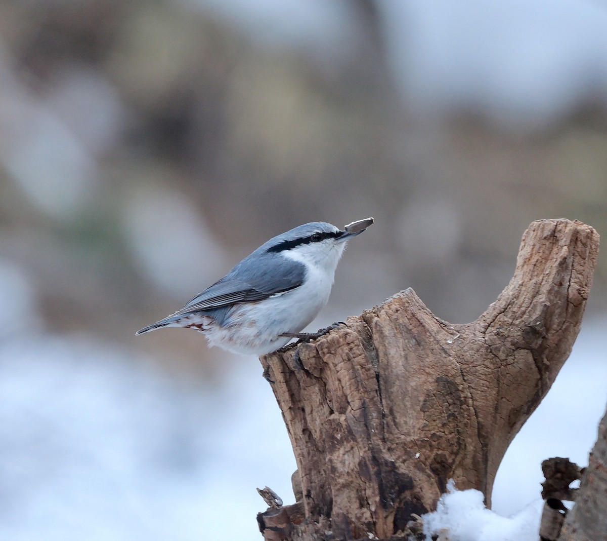 Eurasian Nuthatch (White-bellied) - ML642851253