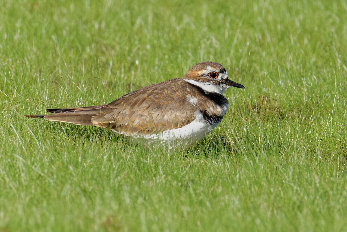 Killdeer - ML642851255