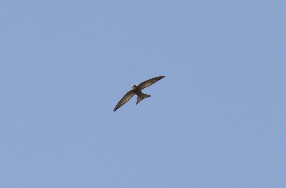 Apodidae sp. - ML642851257