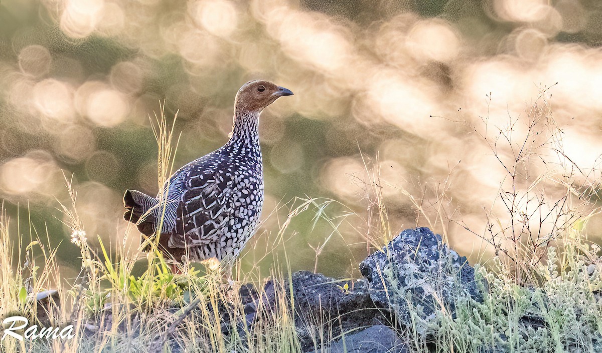 Painted Francolin - ML642851258