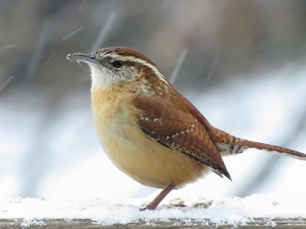 Carolina Wren - ML642851259