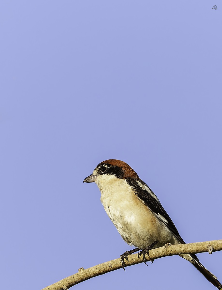 Averla capirossa - ML642851261