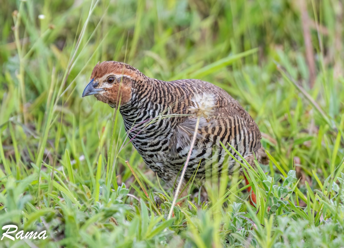 Rock Bush-Quail - ML642851270
