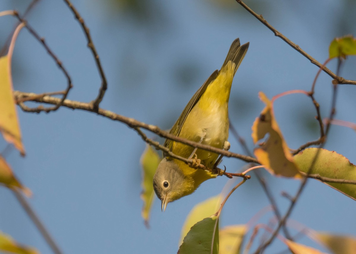 Nashville Warbler - ML642851272
