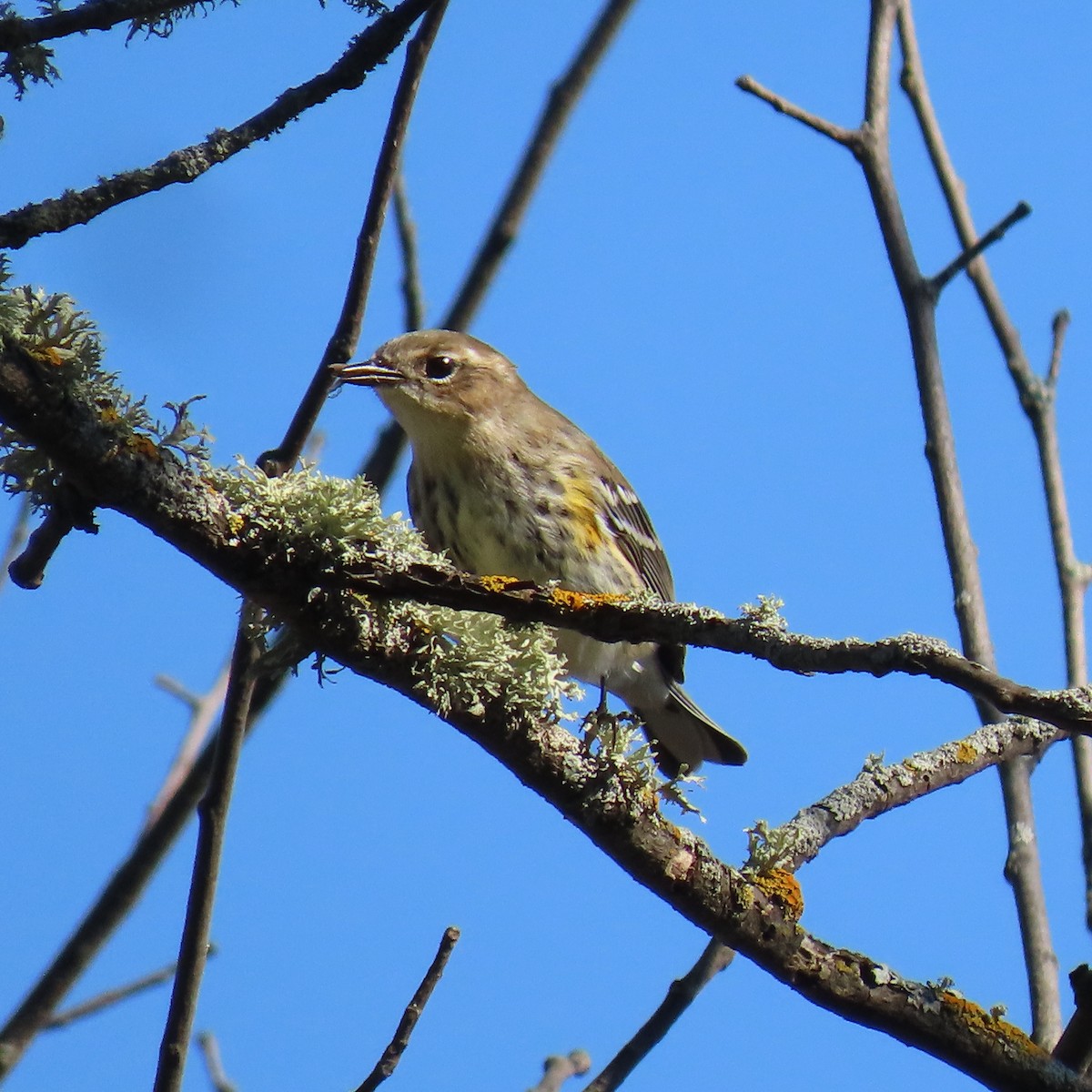Yellow-rumped Warbler - ML642851273