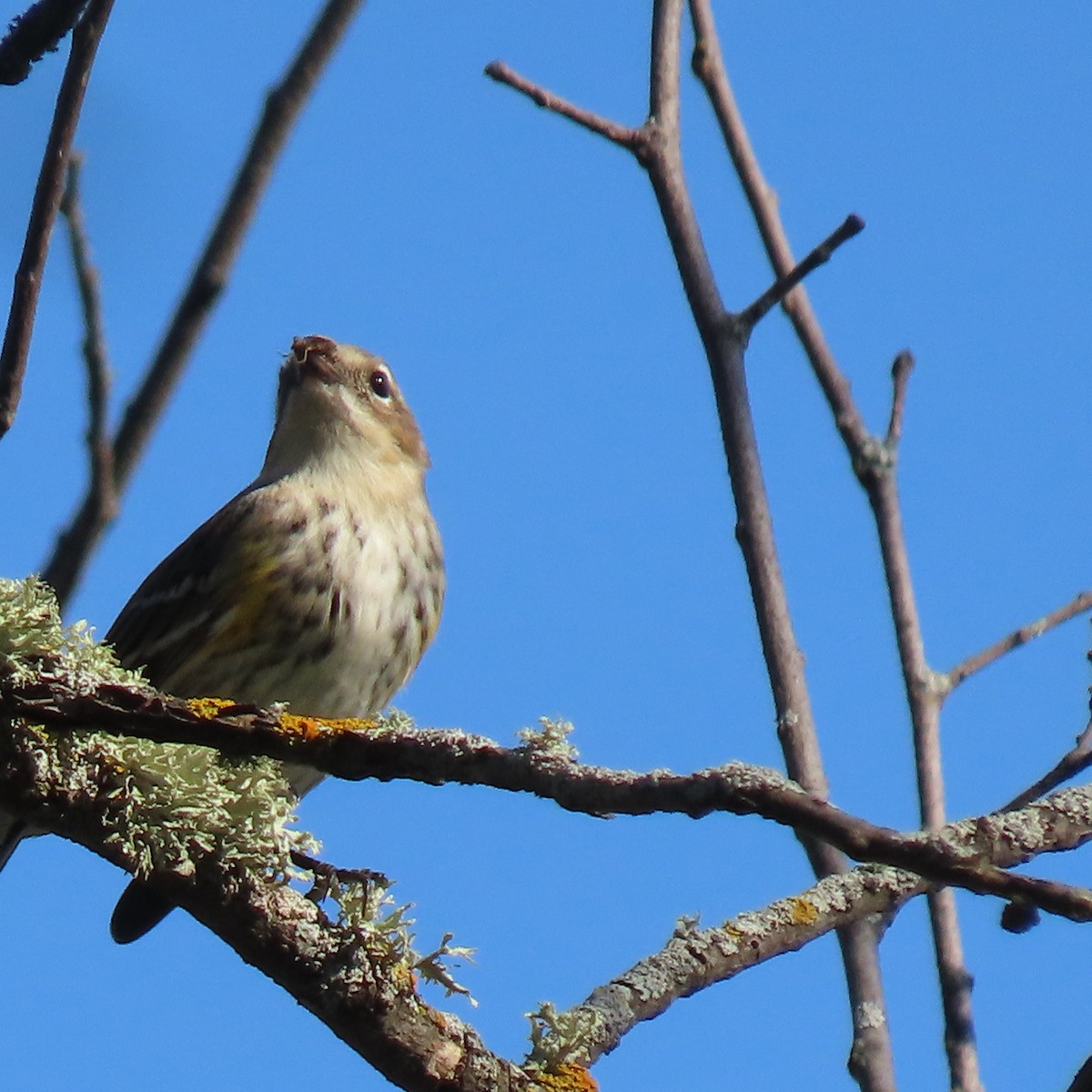 Yellow-rumped Warbler - ML642851274