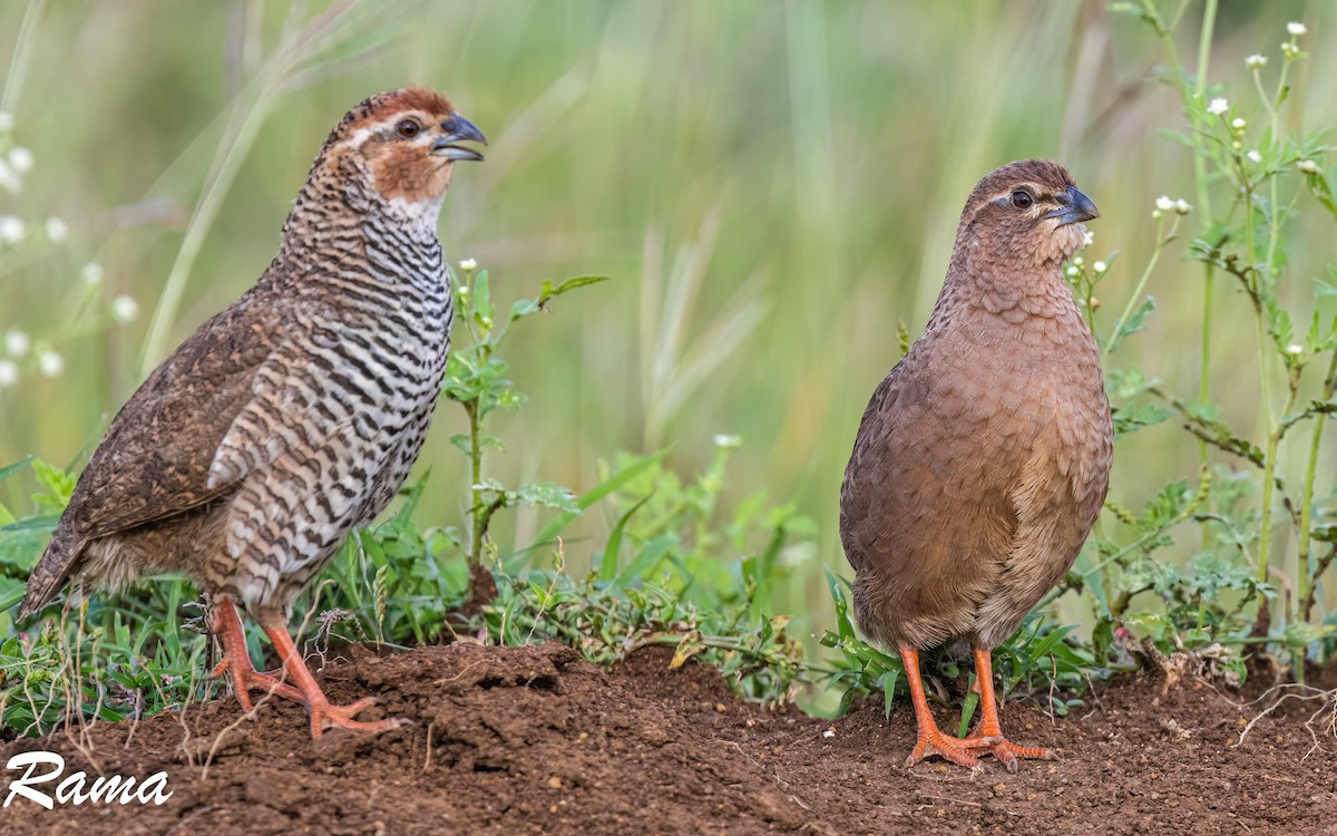 Rock Bush-Quail - ML642851275