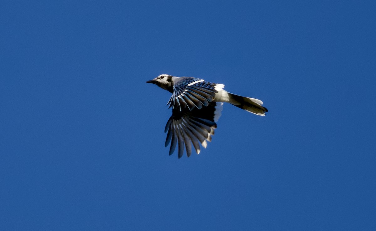 Blue Jay - ML642851276
