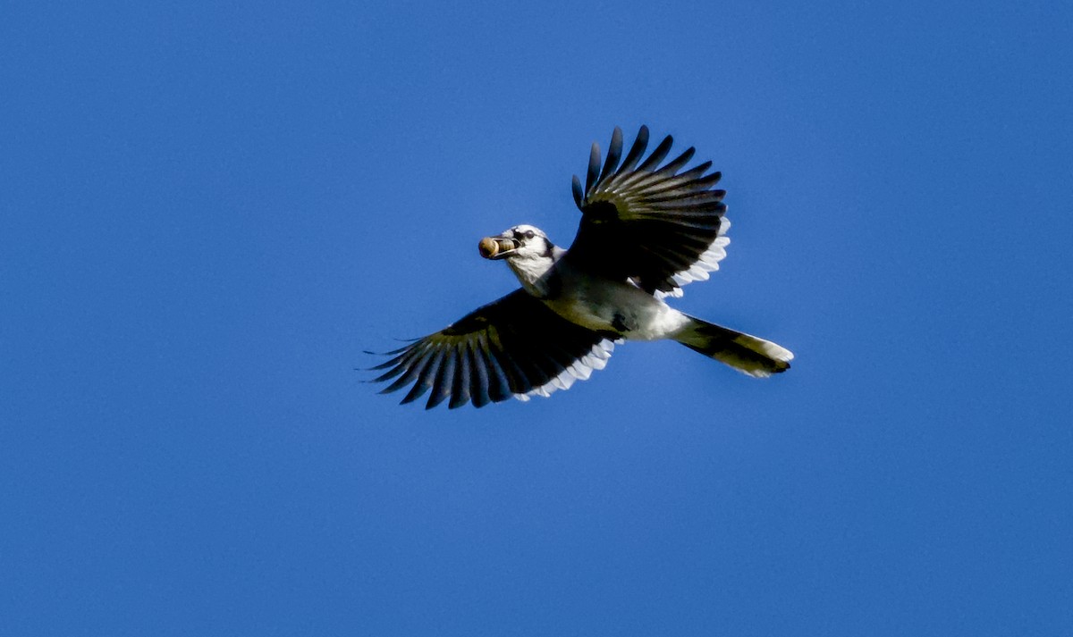 Blue Jay - ML642851277