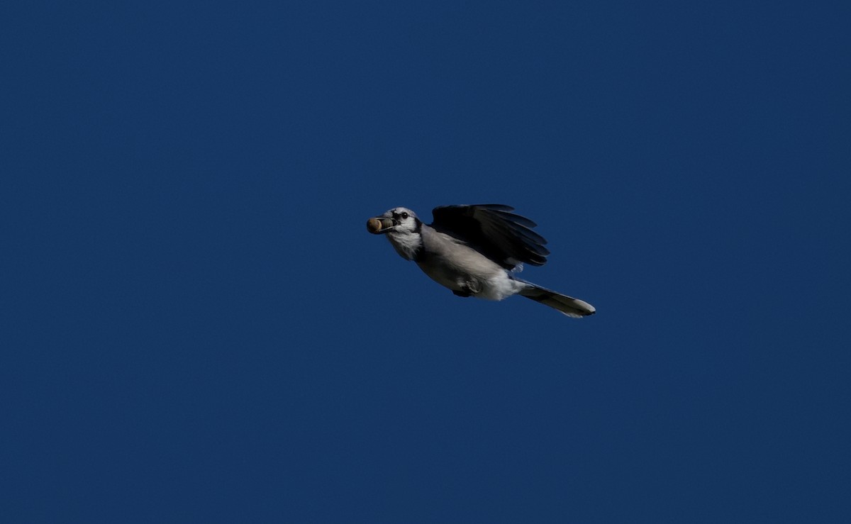 Blue Jay - ML642851278