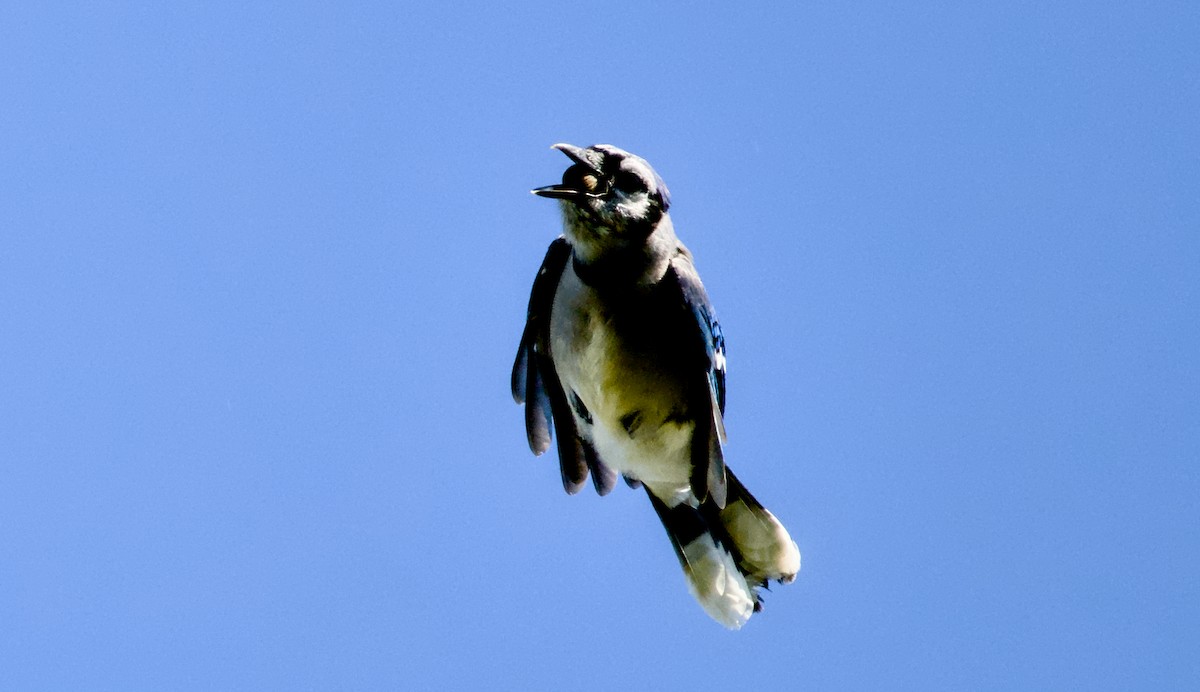Blue Jay - ML642851279
