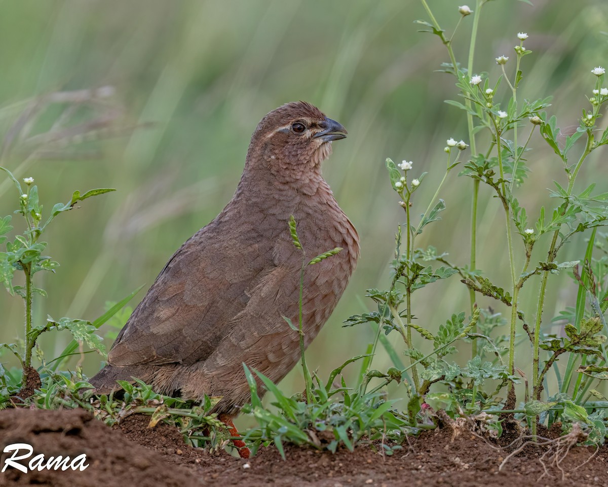 Rock Bush-Quail - ML642851288